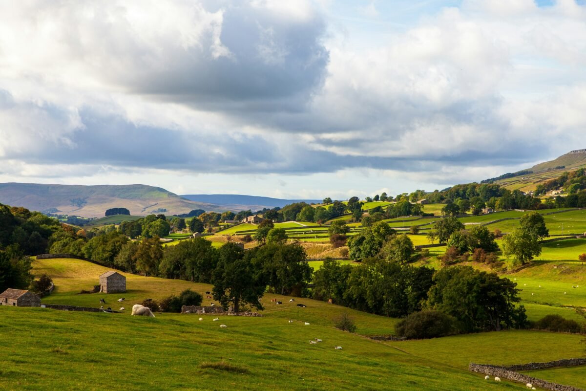 Green hillside fields with grazing sheep in the Yorkshire Dales